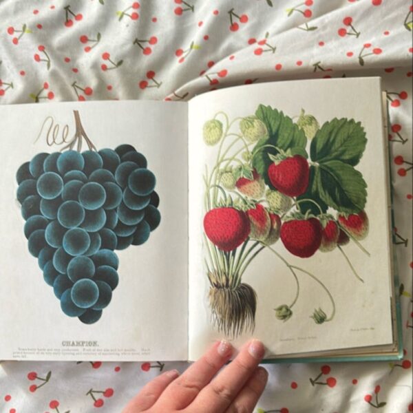 John Derian Sticker Book - Image 2